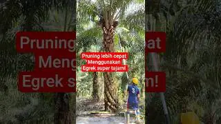 Pruning Sawit Jadi Lebih Cepat: Jika Menggunakan Egrek Super Tajam Ini #pruningsawit #palmoil