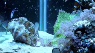 Cleaner Wrasse, Not Reef Safe?