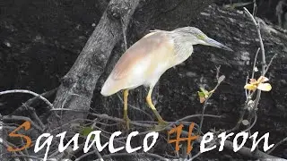 Squacco Heron (Ardeola ralloides) Bird Call & Video, Lake Panic Kruger Park | Stories Of The Kruger