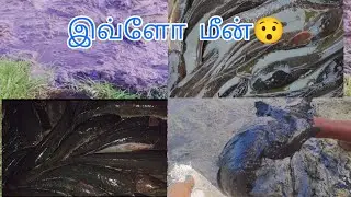 இவ்ளோ மீன்🐟 cat fish 🐟#fishing #catfish #fish #freshwaterfish #tricks #shots