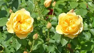 Milton Lodge Gardens, Near Wells, Somerset, Southern England (UK) - May 2022