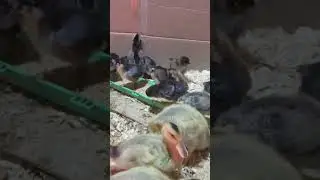 barn yard chicks at 1 week