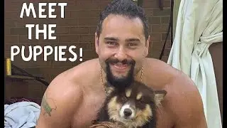 MEET MIRO'S PUPPIES! (FKA: Rusev)