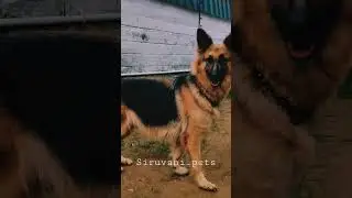 #dog #germanshepherd #coimbatore #nature #forest #animals #shorts #reels #youtubeshorts #facebook