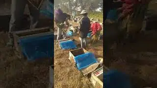 Honey collection system..