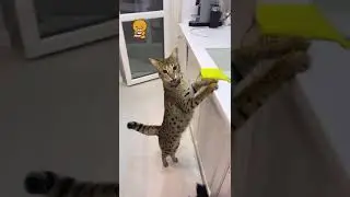 Кошка саванна Ф1