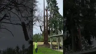Rigging redwood