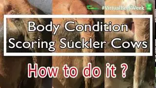 Body Condition Scoring Suckler Cows