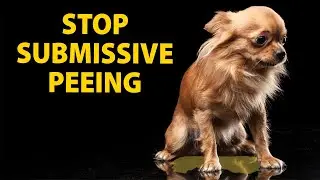 How to Stop Submissive Peeing in your Chihuahua | Sweetie Pie Pets by Kelly Swift