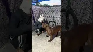 Pitbull Dog 🔥 #pitmonsters