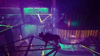 Stray - The Nightclub
