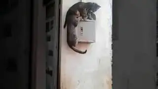 funny sparta cat - who is sparta cat?