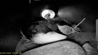 Coquet Island: 4 Puffin Burrow☀️02/05/25