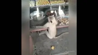 Tik-tok funny video. 100% Funny🤣🤣🤣🤣