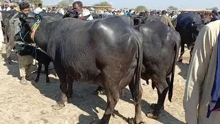 4 million worth sale kundhi buffaloes in talhar mandi Sindh 🔥| #sindhikundhi