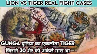 Top 10 Lion vs Tiger Real Fight Cases in History। शेर और बाघ की इतिहास में लड़ी गई दस सच्ची घटना।