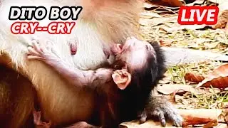 VERY NEW BABY....!! NEWBORN DITO CRY NEAR MILK | DON'T ANGRY MILK CAN GET MORE...NOW BABY.