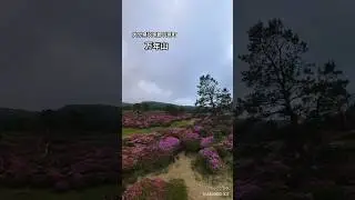 万年山の🌸ミヤマキリシマ🌸#ミヤマキリシマ #万年山#大分県