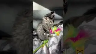 Ala’s Calmest & Cutest Moments 🐾