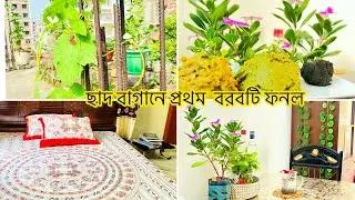✨ছাদ বাগানে বরবটিগুলো বানরের লেজের মতো ঝুলে আছে।অনলাইন ভাইরাল শিমুল তুলার বালিশ নিলাম।