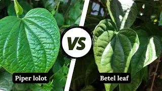 Betel Leaf vs. Piper Lolot: What&rsquo;s the Real Difference?