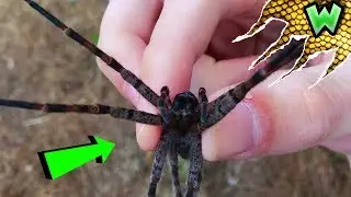 How to Catch Spiders WITH YOUR BARE HANDS!!