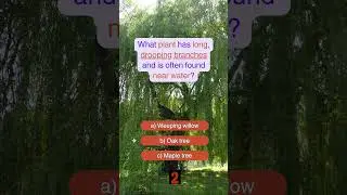What plant has long, drooping branches and is often found near water