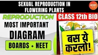 Sexual Reproduction In Flowering Plants Class 12 ALL Diagrams | NCERT DIAGRAMS CBSE HBSE NEET