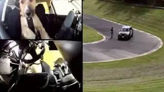 amazing A dog can driver cars 800x448 2 00M h 264