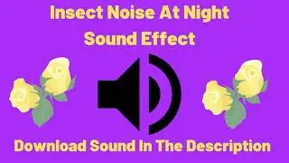 Insect Noise At Night Sound Effect