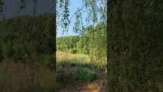 Relaxation summer #ambient #ambientvideo #relax #backgroundvideo #atmosphere #4k