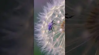 Insect Vision: Exploring Nature&rsquo;s Micro World | RDFX AI Natural History Film
