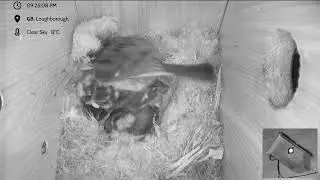 Blue Tit Nest box Loughborough - livestream - 6 eggs hatched