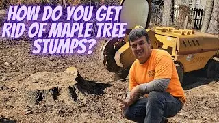 How do you get rid of maple tree stumps?