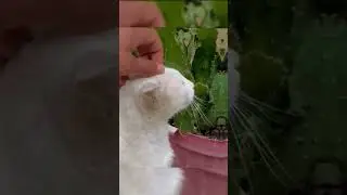 💔Cat with Broken Leg Finds Hope! A Heartwarming Rescue & Recovery #CatRescue #BrokenLegRecovery #cat