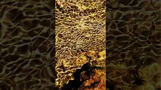SLOW MOTION Reveals the BREATHTAKING BEAUTY of Stream Surface | Nature Gazing #mindfulmoments