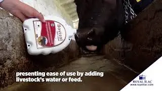 BOVISOL BEEF LIQUID : a quickly absorbable supplement with high density of vitamins and minerals