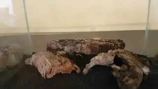 Smeringurus vachoni