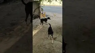 #cutdog🥰🫰🐶🐕🥰 #dogelover #dogshorts #dogs #doglife #dogtricks #dogtraining