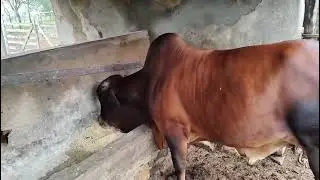 Touro SINDI puro em vaca de leite