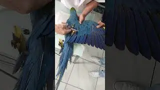Corte que salva vidas. #podpets #pets #petshop #arara #araras #pet #exotico #ex&oacute;tico #exoticos #aves