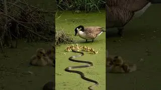Snake Vs Mother Duck in the water #birds #nature #wildlife
