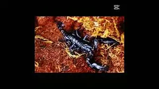 ASIAN FOREST SCORPION