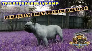 TBK Wes Day to day #2(French Bulldogs) Vlog #18 #motivation #letsgetit