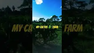 My Cactus Farm | My Cactus Farming Journey | Come see my Cactus Farm #farming #cactus