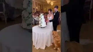 Dog Destroys Wedding Cake Before First Cut