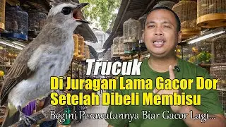 TIPS PERAWATAN TRUCUKAN MACET BUNYI SUPAYA CEPAT GACOR LAGI