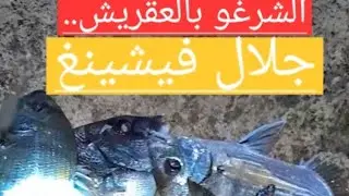 تقنية ممتازة لصيد الشرغو #زريقة#الدرعي #surfcasting #p&ecirc;che # p&ecirc;che sparid&eacute;s #technique p&ecirc;che  sar