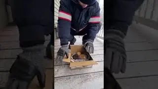 Postman Finds Kittens in the Snow