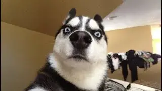 Husky Always Wins Every Argument 😂🐺